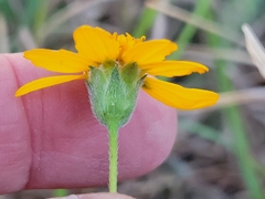 Wedelia acapulcensis