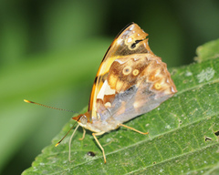 Epiphile dilecta