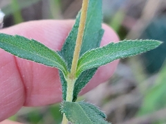 Wedelia acapulcensis