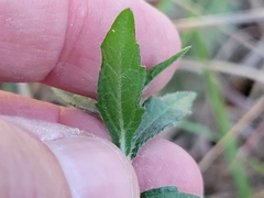Wedelia acapulcensis
