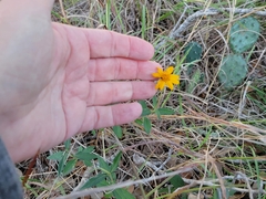 Wedelia acapulcensis