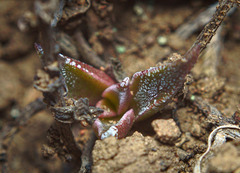 Dudleya parva
