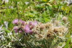 Carduus carlinoides