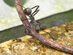 Polyrhachis abdominalis