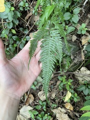 Pteris dispar