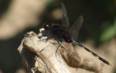 Erythemis plebeja