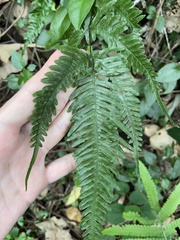 Pteris dispar