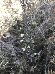 Cryptandra tomentosa