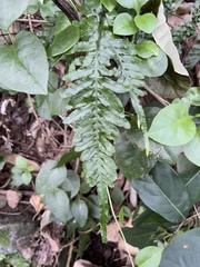 Pteris dispar