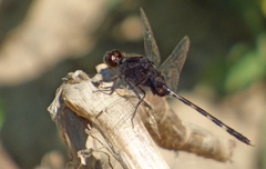 Erythemis plebeja