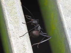 Polyrhachis abdominalis
