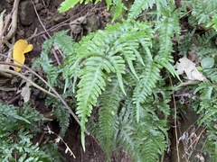 Pteris dispar
