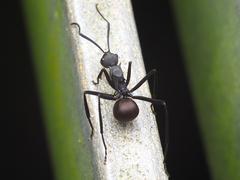 Polyrhachis abdominalis
