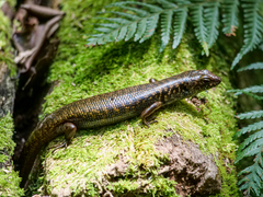 Silvascincus murrayi