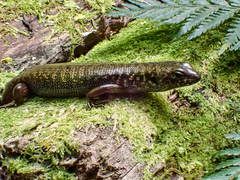 Silvascincus murrayi