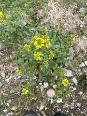 Barbarea