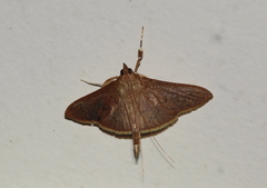 Omiodes basalticalis