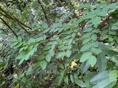 Phyllantheae