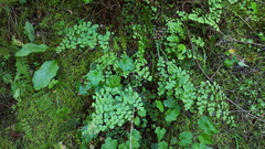 Adiantum shastense