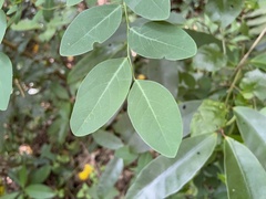 Phyllantheae