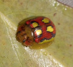 Paropsisterna nobilitata