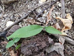 Eulophia cernua