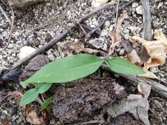 Eulophia cernua