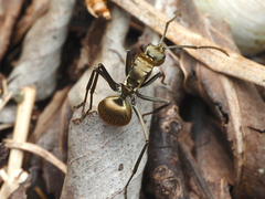 Myrma