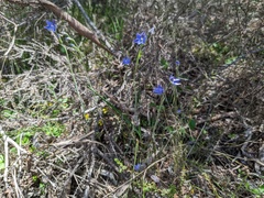 Thelymitra juncifolia