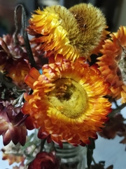 Xerochrysum bracteatum