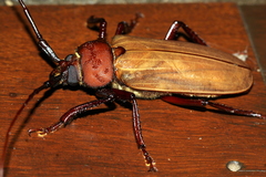 Agrianome spinicollis