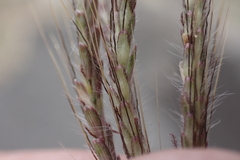 Dichanthium annulatum papillosum