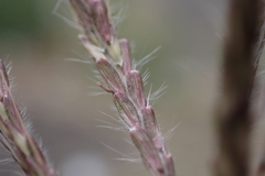 Dichanthium annulatum papillosum