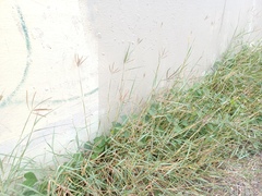 Dichanthium annulatum papillosum