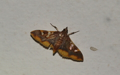 Prophantis androstigmata