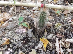 Pachycereus pecten-aboriginum