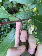 Turpinia formosana