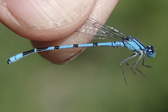 Enallagma annexum