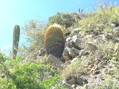 Ferocactus diguetii
