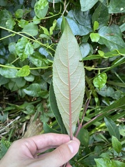 Turpinia formosana