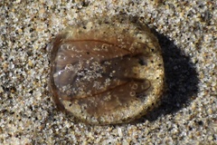Polyorchis haplus