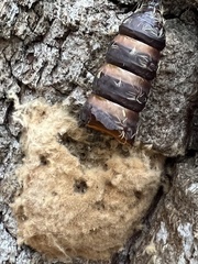 Lymantria dispar