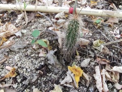 Pachycereus pecten-aboriginum