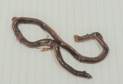 Anilios torresianus