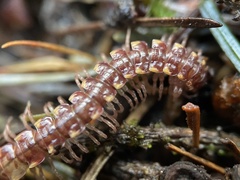 Nearctodesmidae