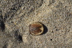 Polyorchis haplus
