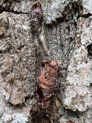 Lymantria dispar