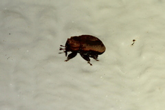 Storeus