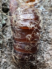 Lymantria dispar