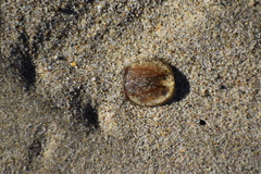 Polyorchis haplus